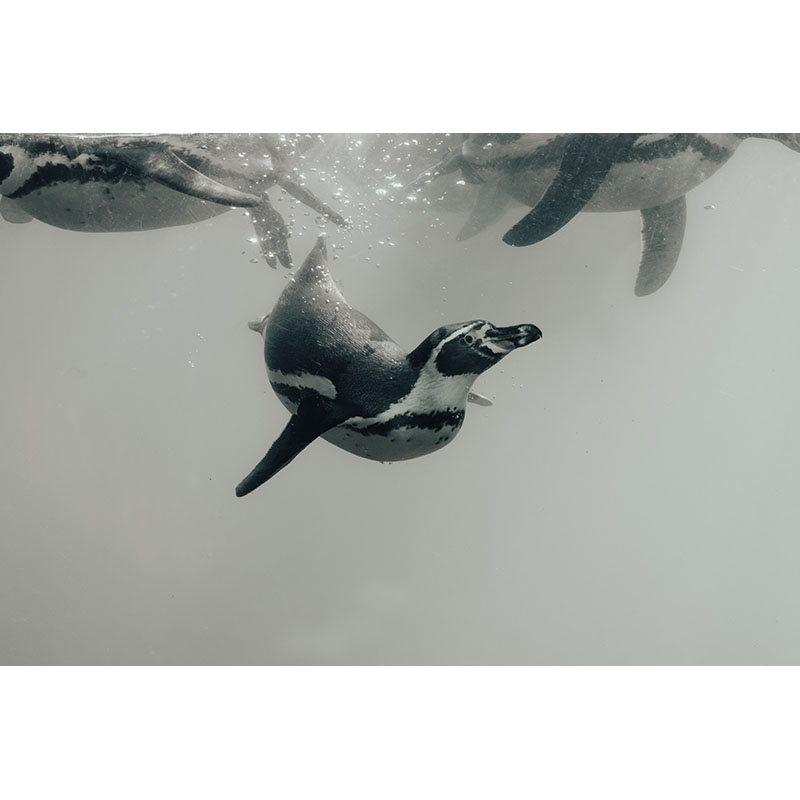 Πίνακας σε καμβά Πιγκουίνοι που κολυμπούν